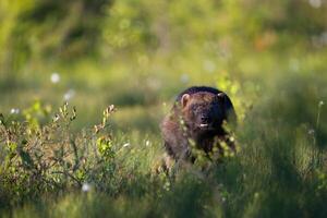 A running Wolverine in the swamp of Finnish taiga photo
