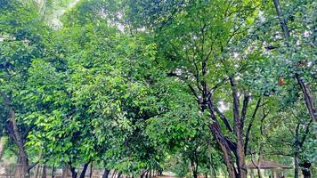 Wonderful View of green trees in forest photo