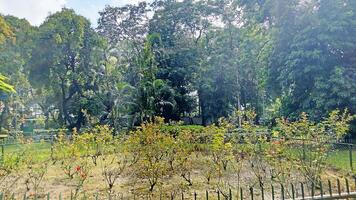 Wonderful View of green trees in forest photo