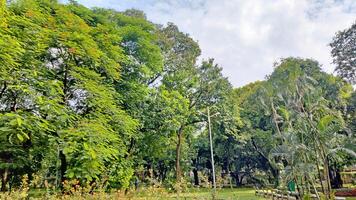 Wonderful View of green trees in forest photo