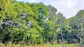 Wonderful View of green trees in forest photo