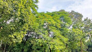 Wonderful View of green trees in forest photo