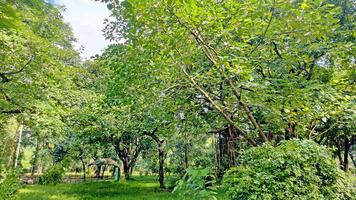 Wonderful View of green trees in forest photo