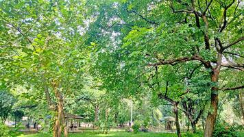 Wonderful View of green trees in forest photo