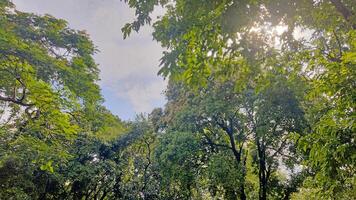Wonderful View of green trees in forest photo
