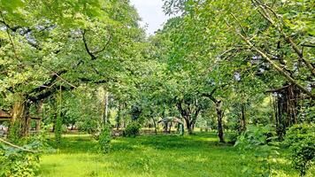Wonderful View of green trees in forest photo