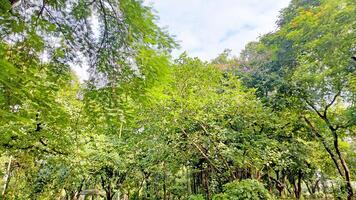 Wonderful View of green trees in forest photo