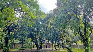 Wonderful View of green trees in forest photo
