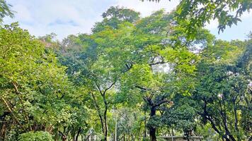 Wonderful View of green trees in forest photo