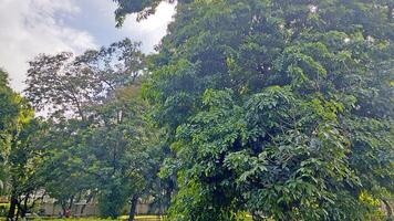 Wonderful View of green trees in forest photo