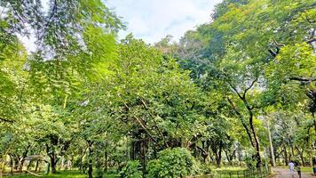 Wonderful View of green trees in forest photo