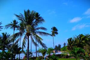 View of coconut trees near Parai beach photo