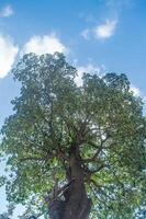 low angle of a big tree against a bright blue sky background photo