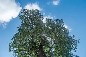 low angle of a big tree against a bright blue sky background photo