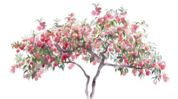 Peach Tree in Watercolor on isolated Transparent background. Format png