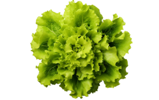 Lettuce Top View on White Transparent Background png