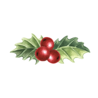 Holly with green leaves and red berries. Christmas symbol traditional plants in vintage. Hand drawn watercolor illustration isolated. New year winter holiday design. Clip art for card, print, textile. png