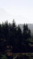 Evergreen fir tree and mountains on a background on a sunset after the rain video