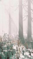 Trees in misty winter forest frosty and foggy video