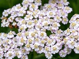 Closeup of white flowers of Achillea Peardrop photo