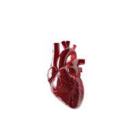 Realistic 3D Rendering of Human Heart on Transparent background AI-Generative png