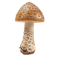 Amanita chrysoblema Pale Fungus with Spotted Cap Texture on Transparent background AI-Generative png