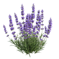 Bunch of Lavender Flowers on Green Stem on Transparent background AI-Generative png
