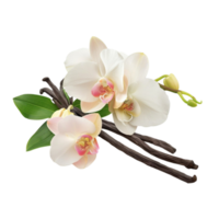 White Orchids with Pink Edges on Wooden Branch, on Transparent background AI-Generative png