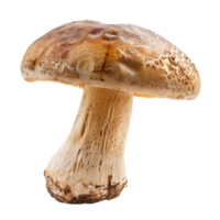 Transparent Boletus Mushroom on Transparent background AI-Generative png