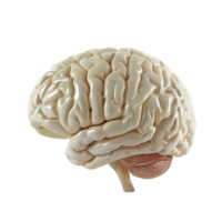 Brain Organ Isolated on Transparent background AI-Generative png