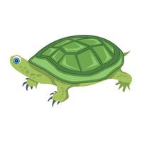 A flat style icon of tropical tortoiseWeb vector