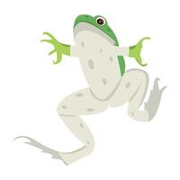 WebA flat icon of tailless amphibian vector
