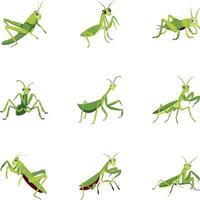 Bundle of Mantis Insect Flat Icons vector