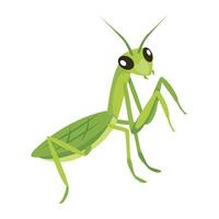 Webmantis, mantodea, stagmomantis, insect, creature, specie, predator, invertebrate, bug, flat, , icon, vector