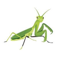 WebA cute flat style icon of mantis vector