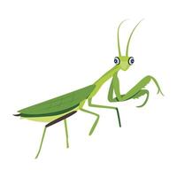 WebA flat style icon of tropical mantis vector