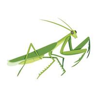 WebAn icon of mantodea insect in flat style vector