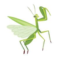 WebCute green mantis icon in flat style vector