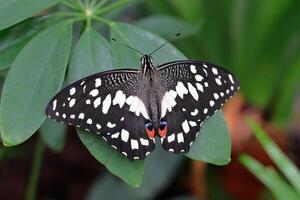 Citrus swallowtail butterfly is resting on the leaves with wings open. Papilio demodocus photo