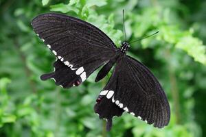 Common Mormon on a green plant. Black and white butterfly. Insect close-up. Papilio polytes. photo