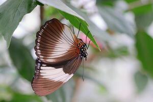 Hypolimnas monteironis, the black-tipped diadem or scarce blue diadem, is a butterfly in the family Nymphalidae. photo