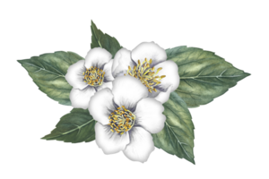 A bouquet of jasmine flowers with leaves. Spring fragrance jasmine. A hand-drawn watercolor illustration. Highlight it. An element for the design of packaging, postcards and labels. png