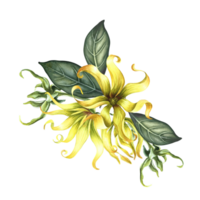 Kananga is fragrant. Ylang-ylang flowers. A bouquet of exotic fragrant yellow flowers with leaves. A hand-drawn watercolor illustration. A design element on an isolated background. png