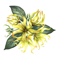 Kananga is fragrant. Ylang-ylang flowers. A bouquet of exotic fragrant yellow flowers with leaves. A hand-drawn watercolor illustration. A design element on an isolated background. png