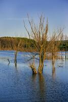 Flooded dead trees. Trees in the river. Disturbed ecology photo