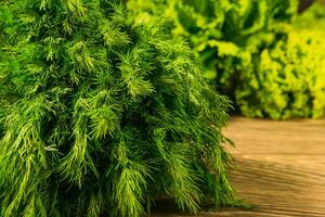 Fresh green dill and parsley herbs on rustic wooden table. Seasoning for the kitchen. Salad. photo