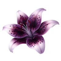 Single purple lily flower on transparent background png