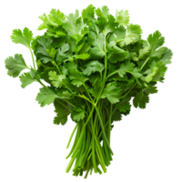 Coriander . Bunch of coriander top view . Cilantro herb flat lay . Aromatic herb for food preparation isolated png