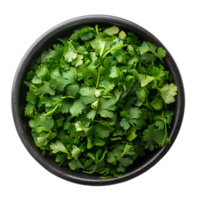 Coriander . Bunch of coriander top view . Cilantro herb flat lay . Aromatic herb for food preparation isolated png