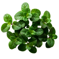 Thyme . Thyme herb top view . herb of thyme with leaves flat lay isolated. Aromatic herb used for cooking and flavouring isolated. aromatic thyme png